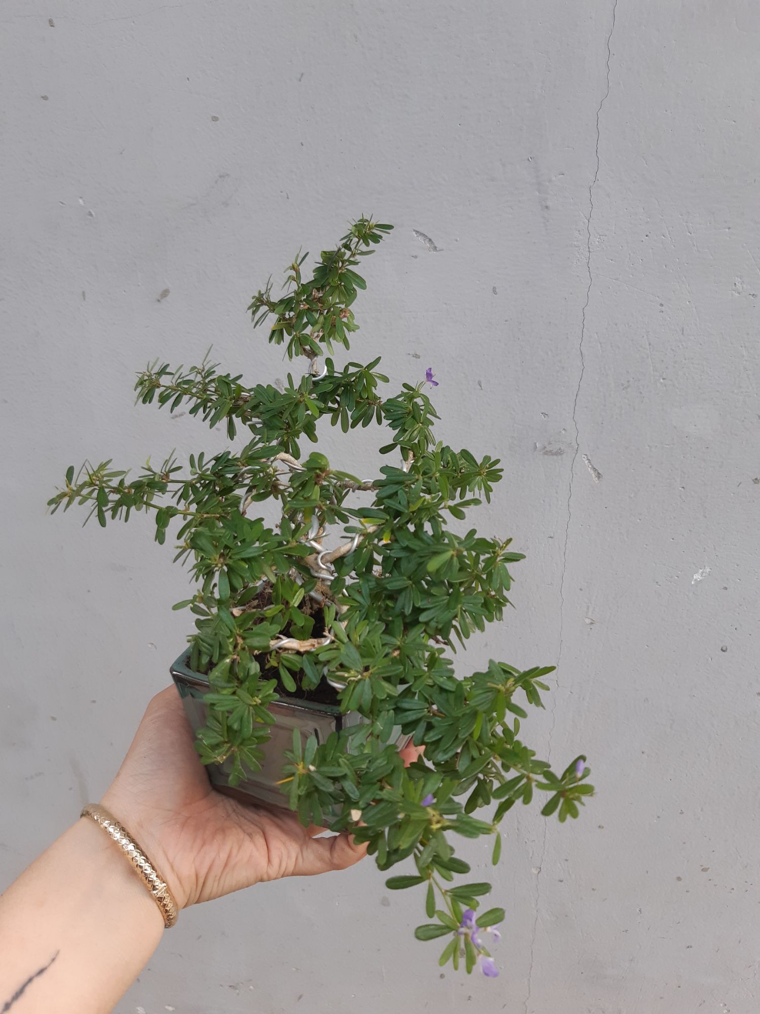 linh sam bonsai mini TẶNG CHẬU
