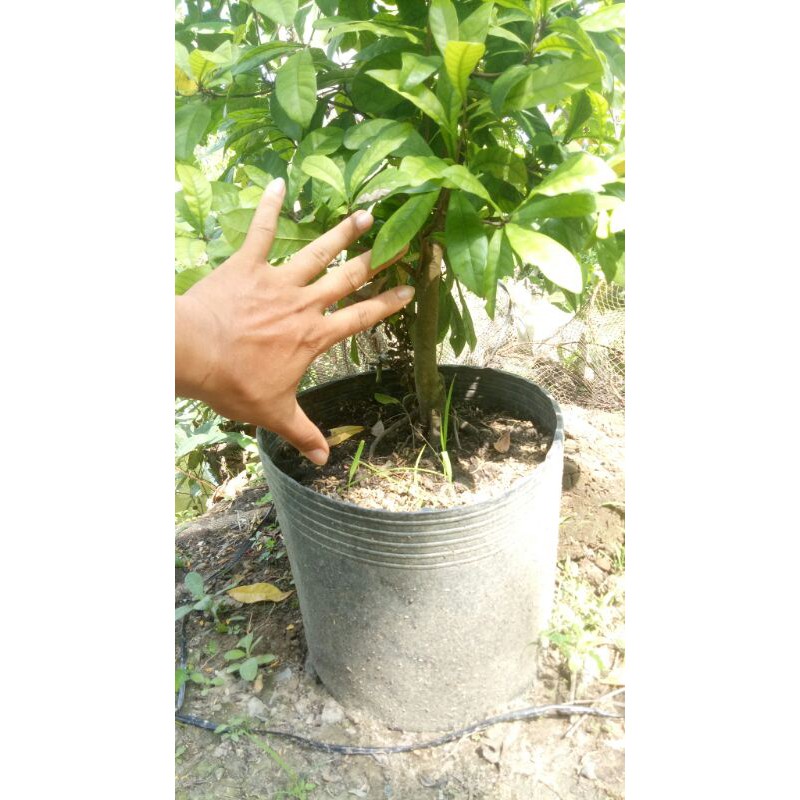 Cây thần kỳ 3 năm đang hoa ( cao 1m)