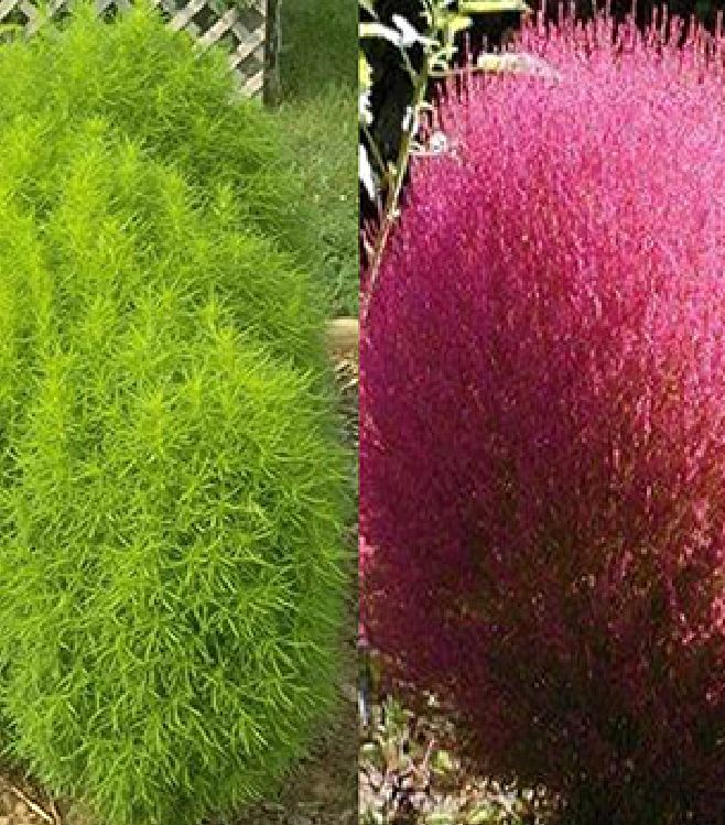 Túi 50 Hạt Giống hoa Cỏ đổi màu - VTNT