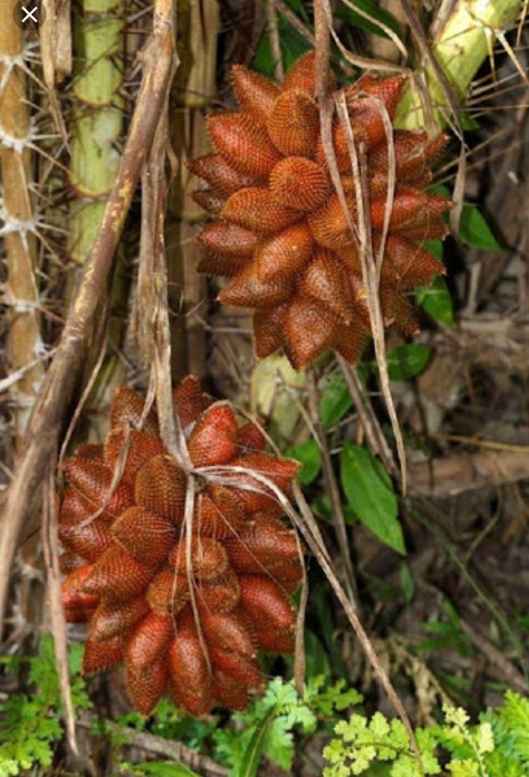 Cây mây thái