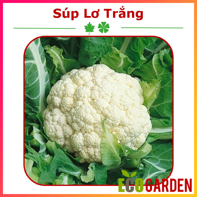 Hạt Giống Bông Cải Trắng Lai F1 (Súp Lơ Trắng) Xuất Xứ Nhật Bản (ECO.277)