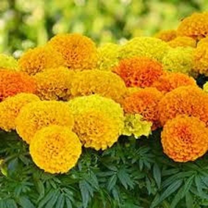 Hạt giống hoa vạn thọ Mỹ mix màu/Gói 50 hạt