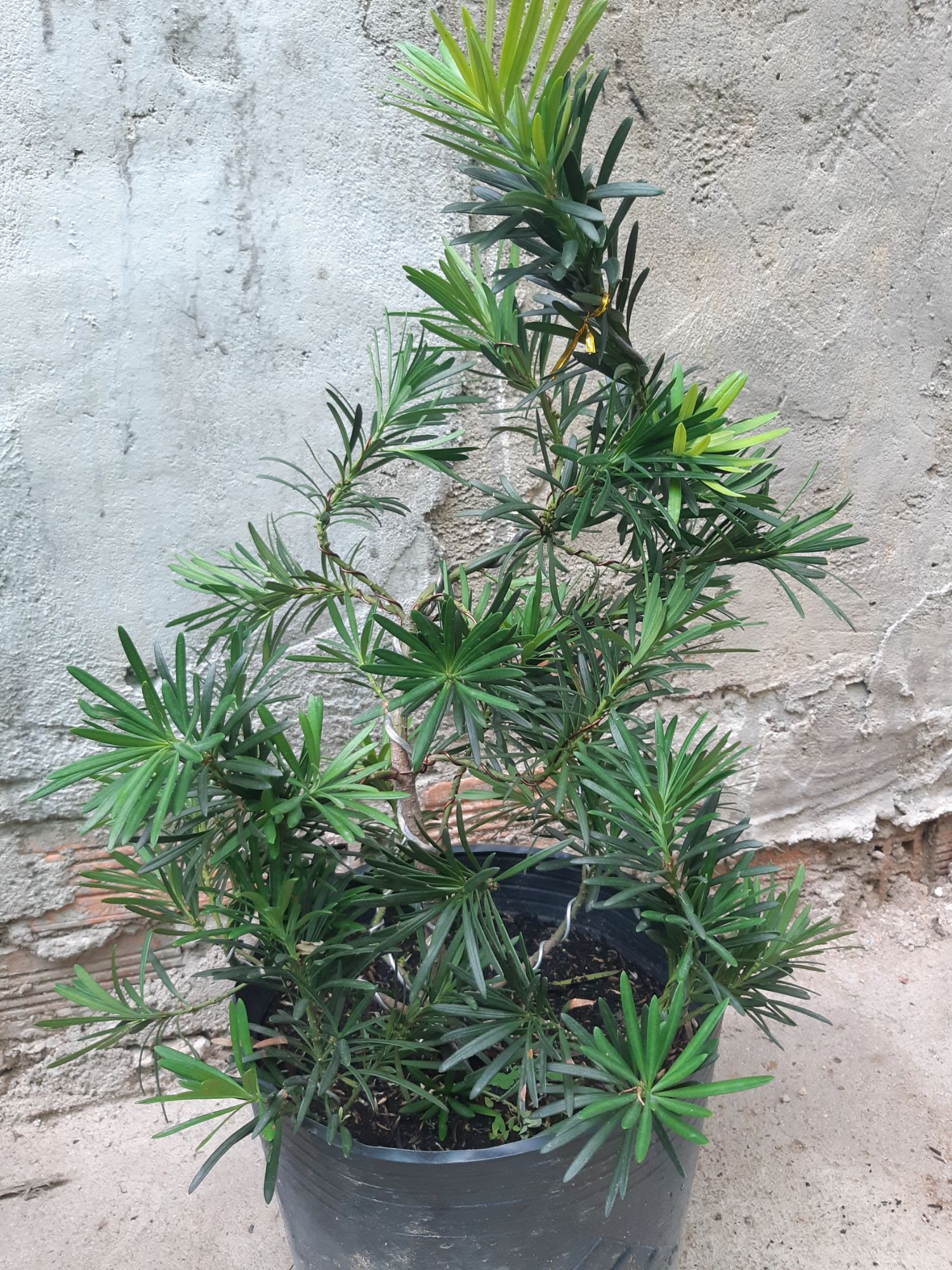 tùng la hán bonsai 60-70cm