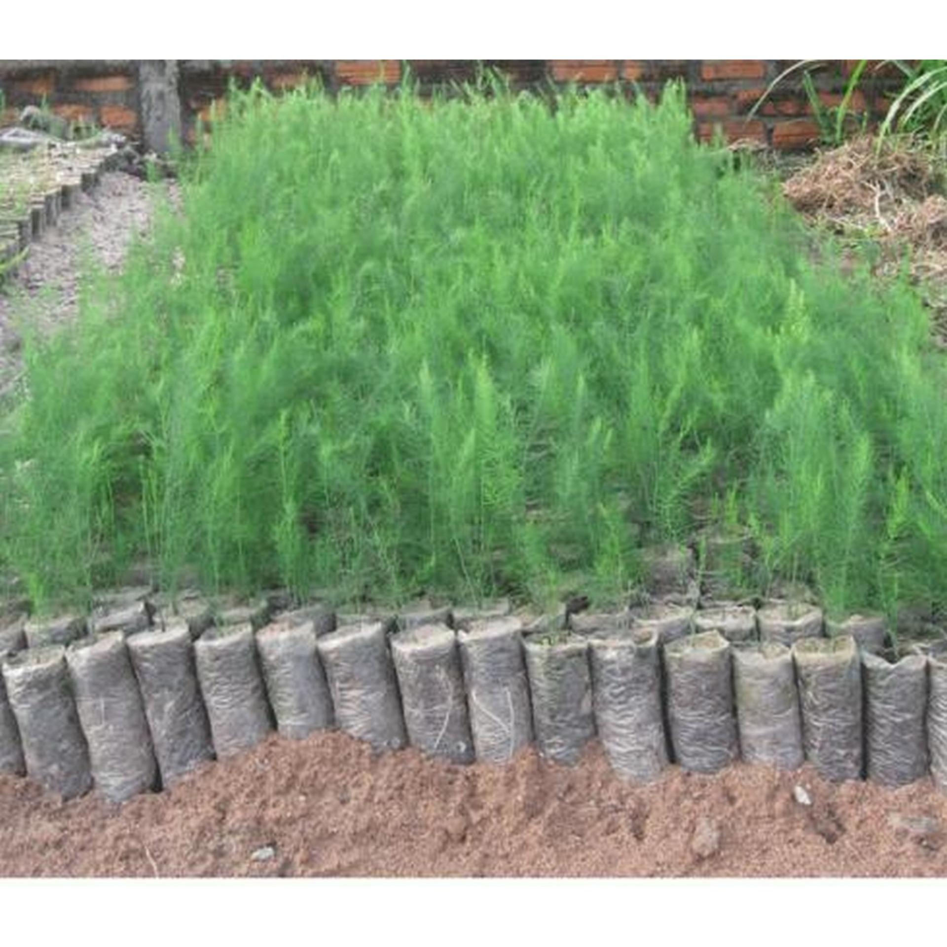 20 Hạt giống Măng tây xanh (tặng Kích nẩy mầm, Hướng dẫn ươm)