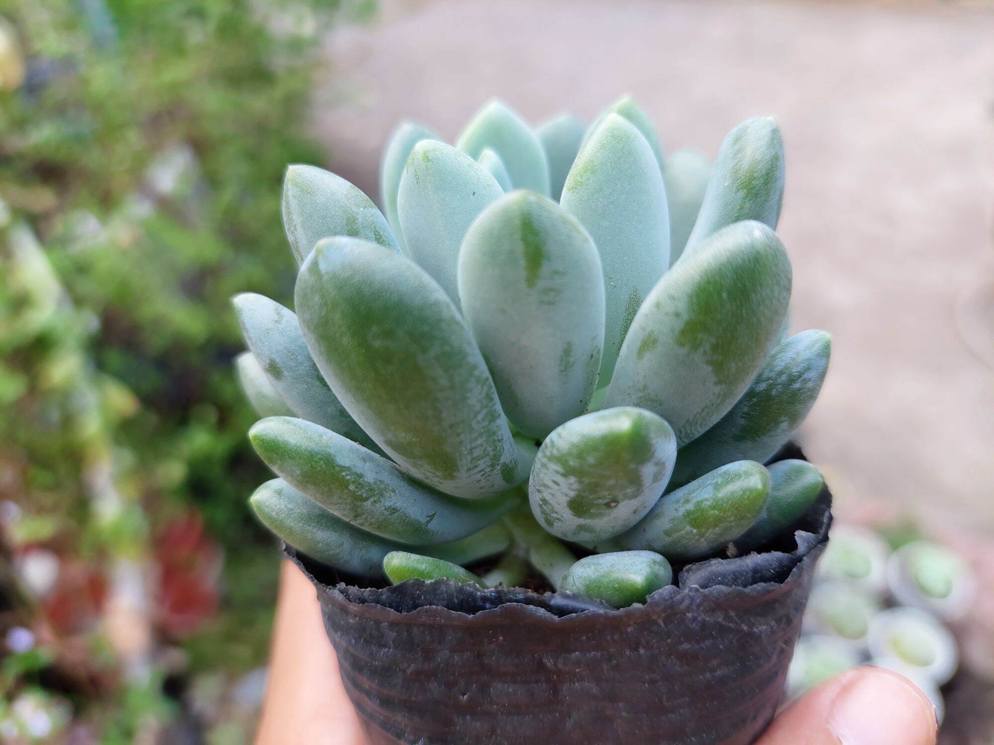 Sen đá SỎI TRẮNG giống mới size bầu 5-6cm
