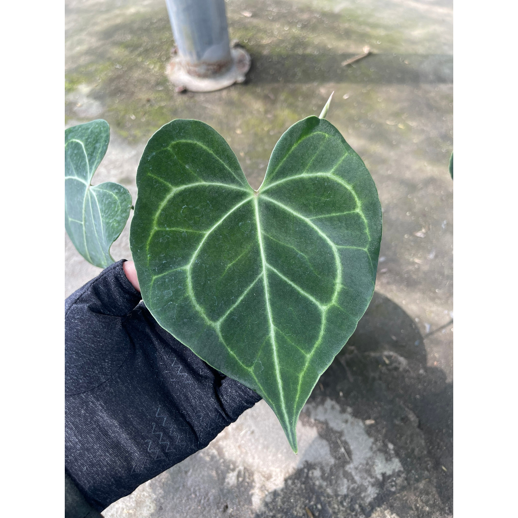 Chậu cây Hồng môn Anthurium Crystallinum