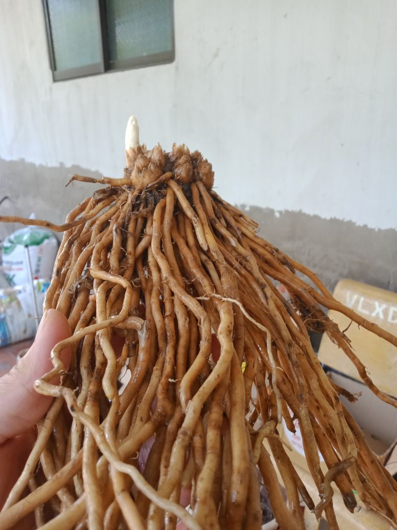 Gốc măng tây xanh