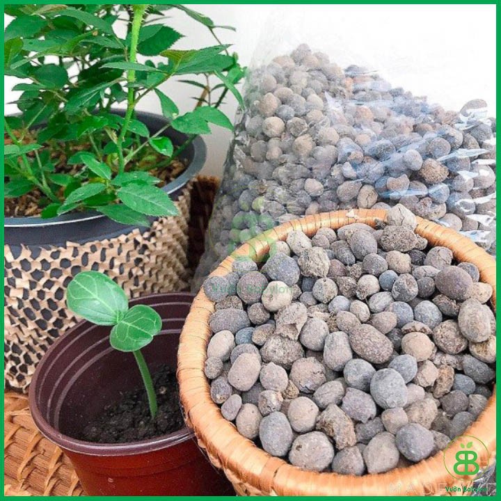 Phân Thỏ Đã Xử Lý Làm Phân Bón Lan Và Phân Bón Cây Trồng( 1kg)