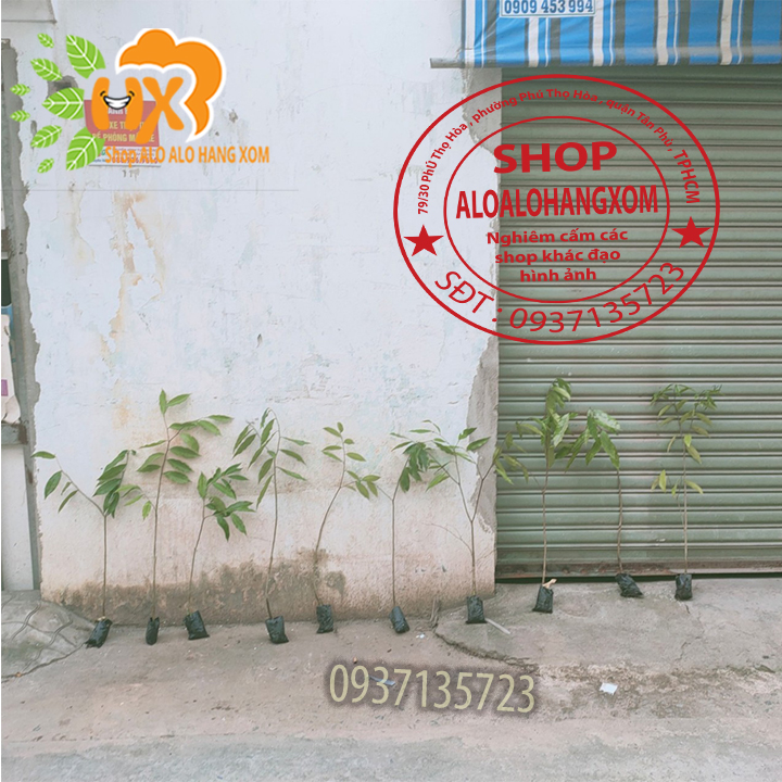[HCM]combo 5 cây  gió bầu (cây giống)