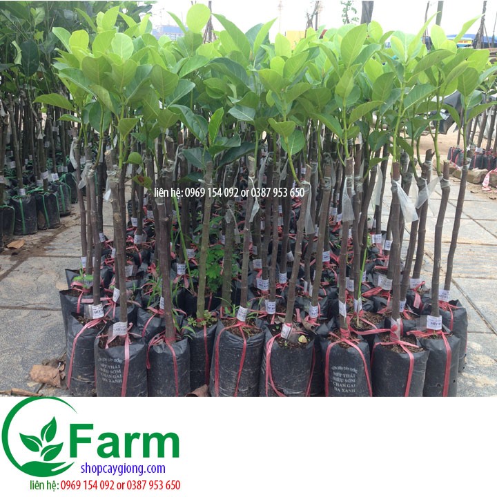 Cây mít thái siêu sớm