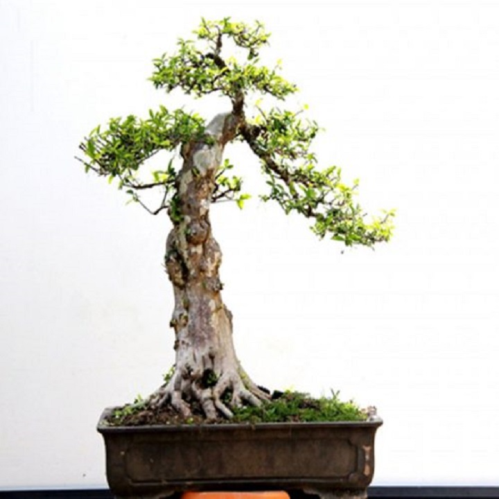 CHẬU CÂY MAI CHIẾU THỦY (MAI TRẤN THỦY, MAI TRÚC THỦY ) VƯỢNG PHONG THỦY