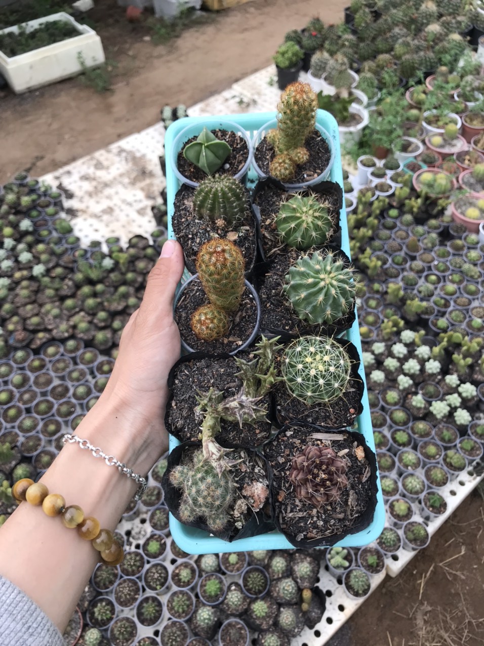 Combo 10 xương rồng đủ loại (10 loại) (size chậu 5 cm)