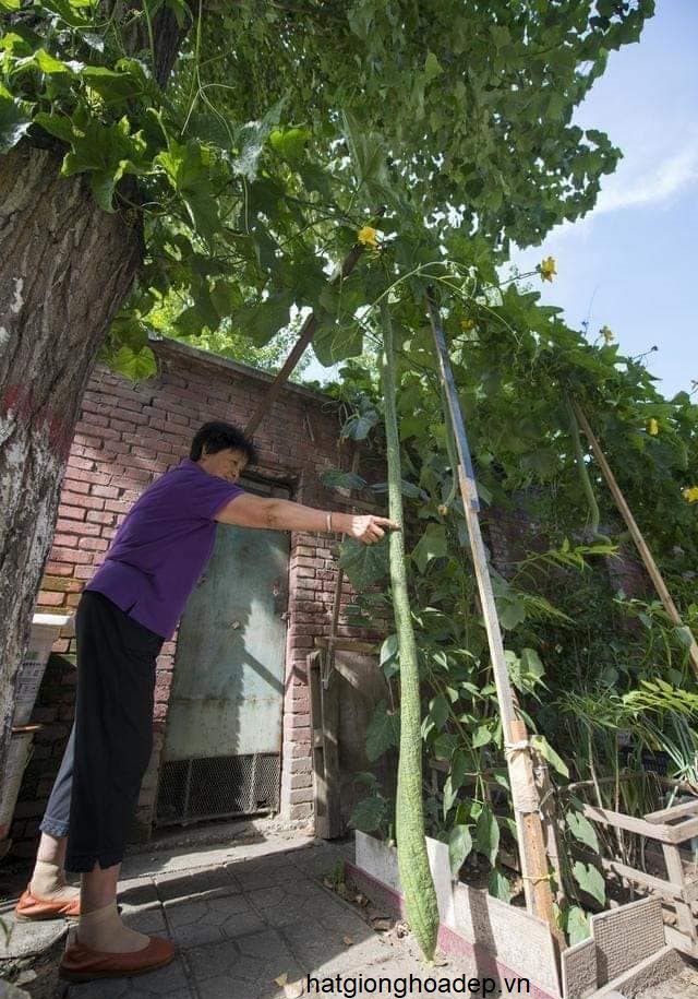 Hạt giống mướp hương Thái Lan siêu dài 10 hạt