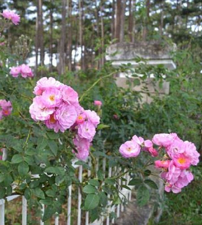 Mini Fragrant Rose Seeds (Spring Rose, 20 Seeds/Seed Germination Stimulation Package Included)