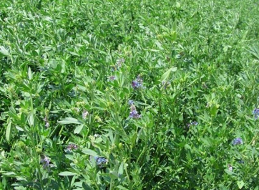 Hạt giống cỏ linh lăng Alfalfa