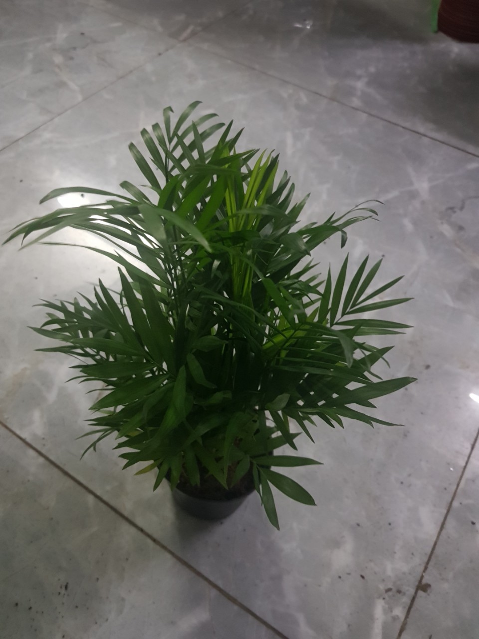 combo cau tiểu trâm và cọ kiểng