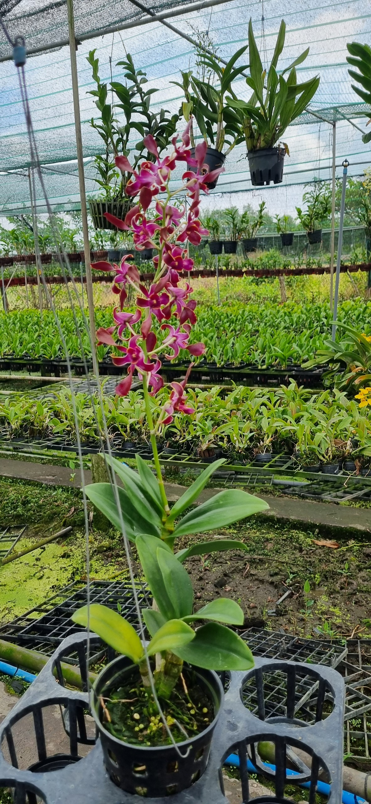 HOA LAN DENRO SING RỒNG ĐỎ