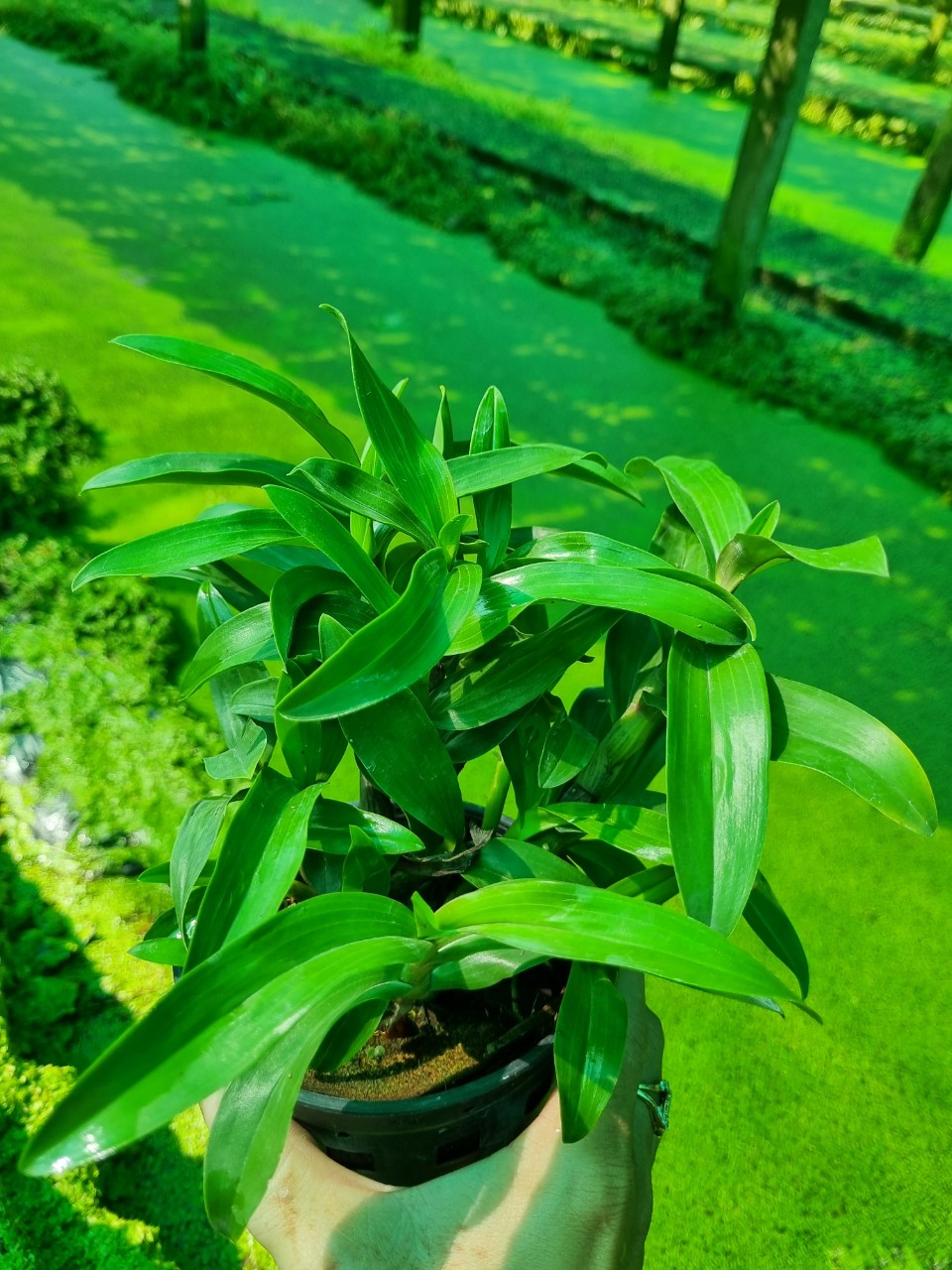 Hoa lan hibiki