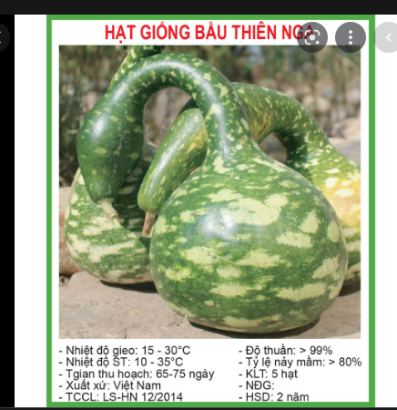Hạt Giống Bầu Thiên Nga Gói 5 Hạt