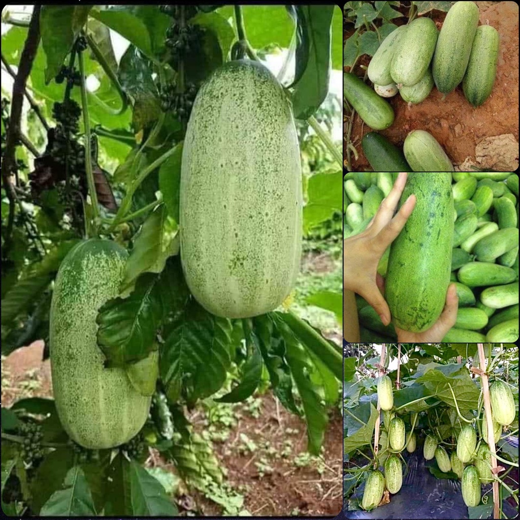 Hạt Giống Dưa Chuột Mèo (Dưa Mèo) Siêu To (20 H) (358.F1)