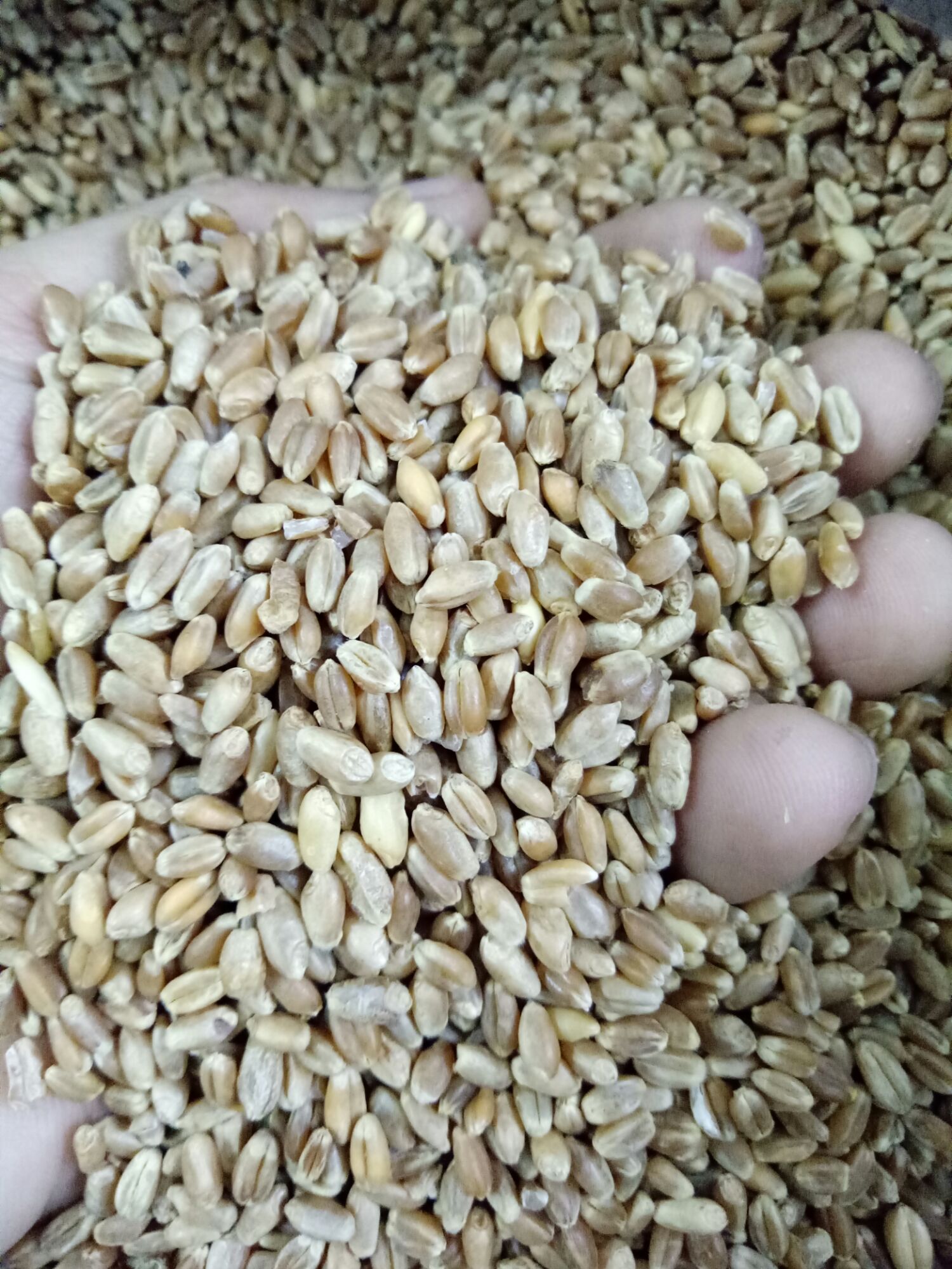 1KG HẠT LÚA MÌ LÀM MẦM CÂY CHO CHIM,VẸT VÀ YẾN PHỤNG