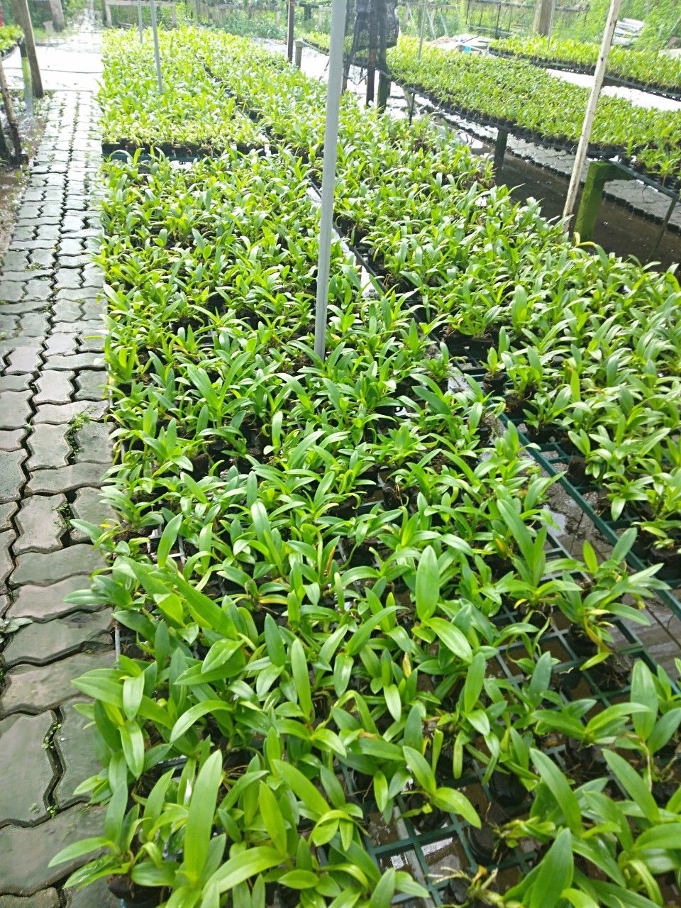 DENRO CÂY GIỐNG NHIỀU MÀU