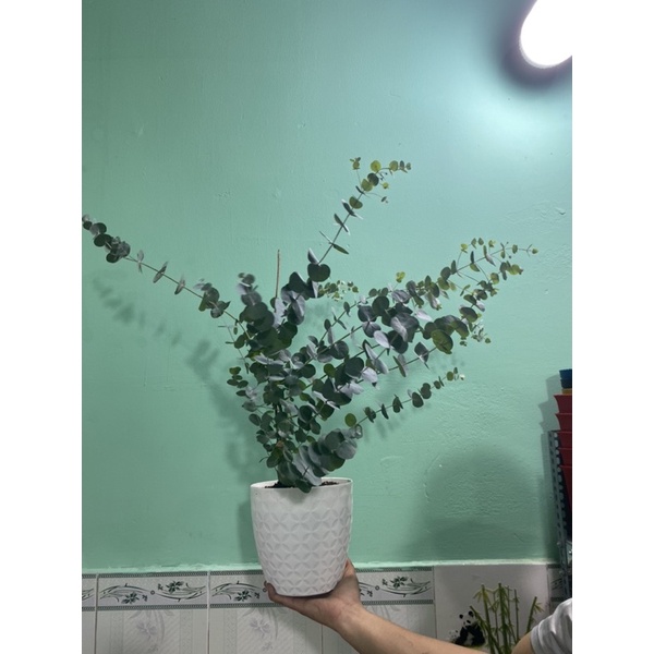 Cây Khuynh Diệp - Bạch Đàn