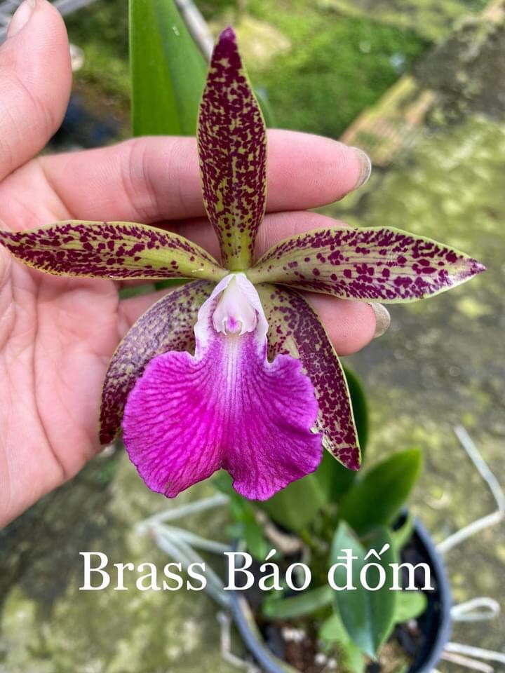 Hoa  lan  brass lai catt đổi  màu