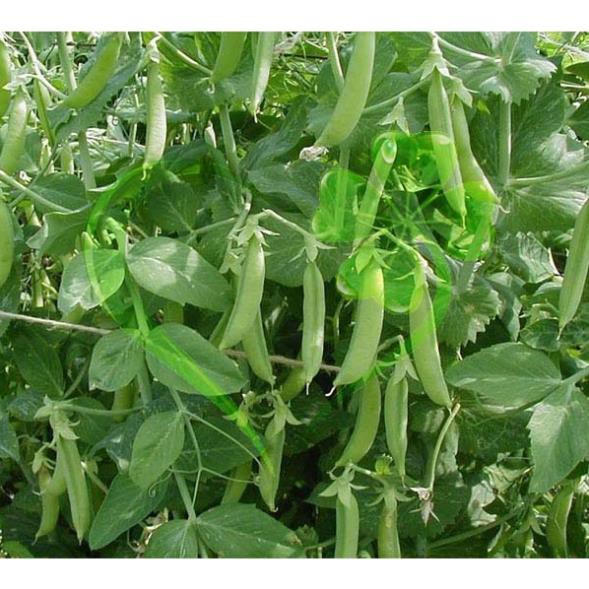 Hạt giống đậu hà lan - gói 20 gram