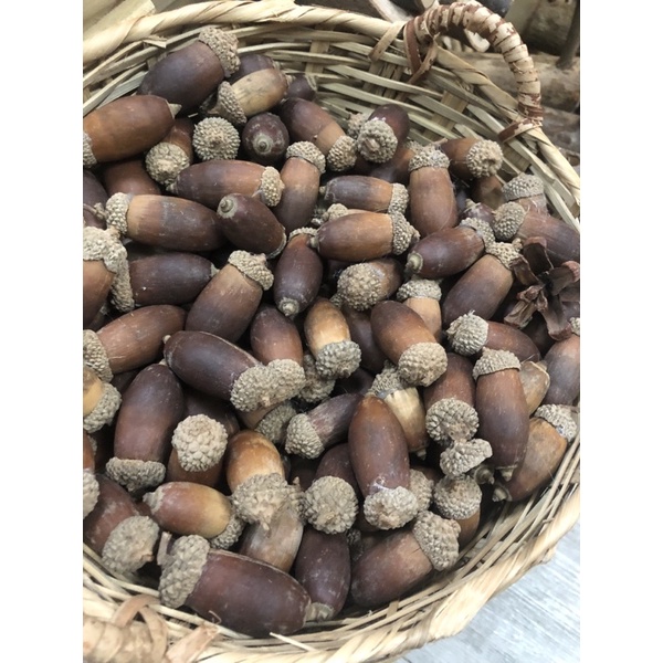 Set trái sồi khô trang trí loại to (10 trái/set)