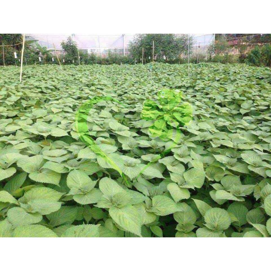 Hạt giống rau thơm mè Hàn Quốc - Gói 1g
