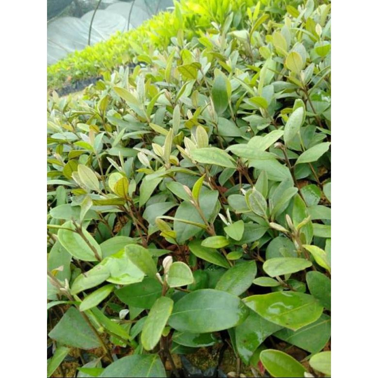 [FREESHIP - Xả Khô Máu] 5 cây sim ăn quả