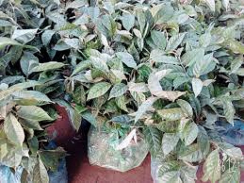 CÂY GIỐNG NHÓT NGỌT SIÊU QUẢ