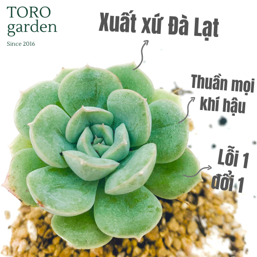 SEN ĐÁ LIÊN ĐÀI ĐÀ LẠT SIZE MINI  HƯ 1 ĐỔI 1  SIÊU CUTE