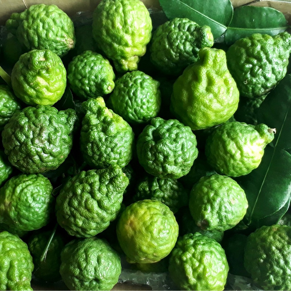 CÂY CHANH THÁI NÃO NGƯỜI LÁ SỐ 8