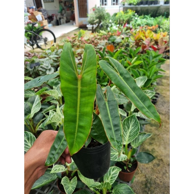 Cây philodendron billietiae - Trầu bà hồng hạc