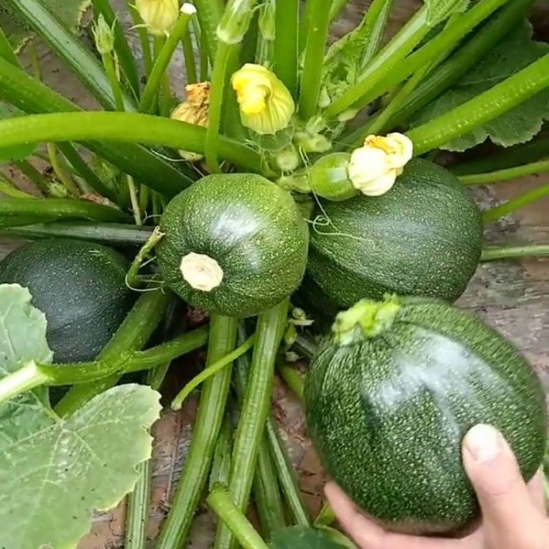Hạt Giống Bí Ngòi Tròn Sai Trái (1gr)