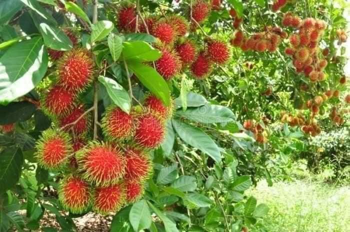 cây giống chôm chôm thái