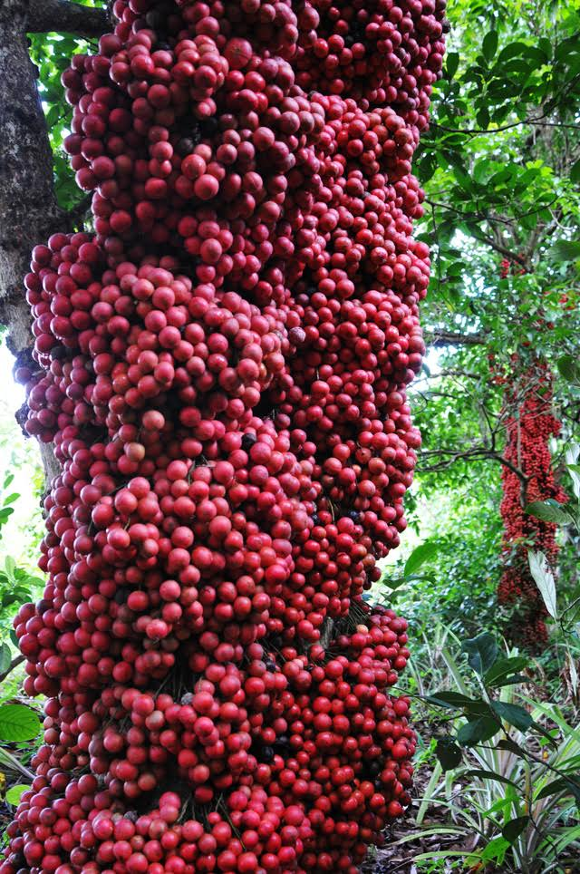 CÂY GIỐNG DÂU DA ĐẤT Ngọt
