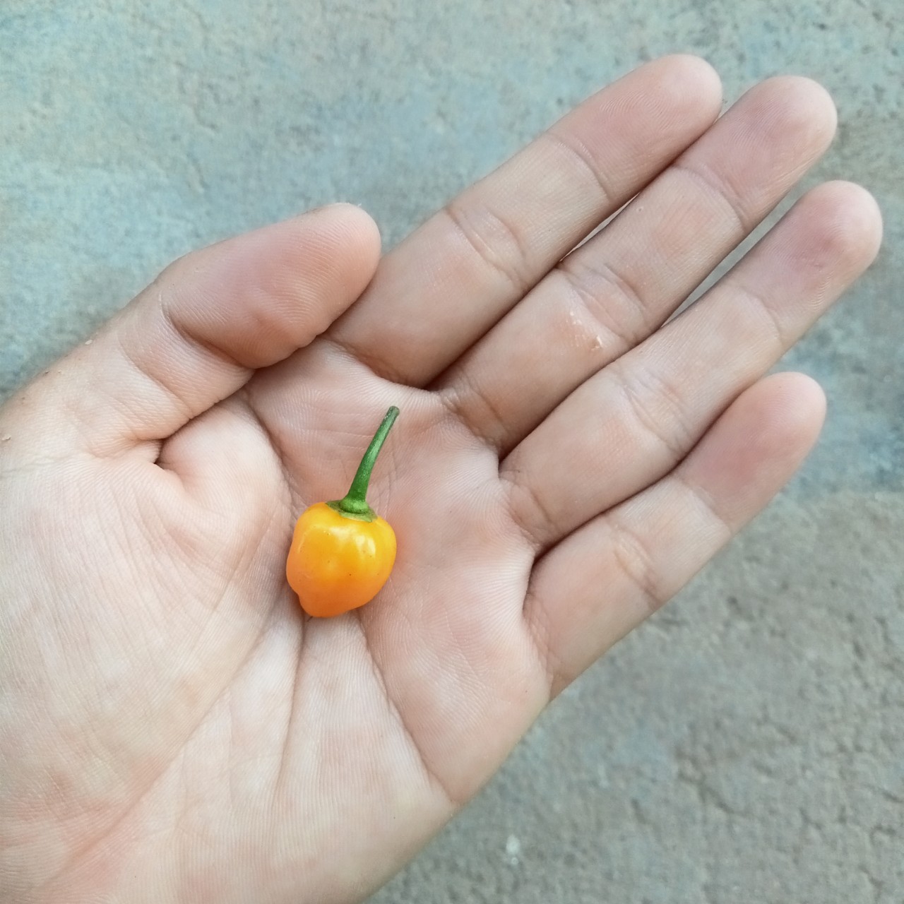 5 Hạt Ớt Habanero Yellow Mini (Siêu Cay)