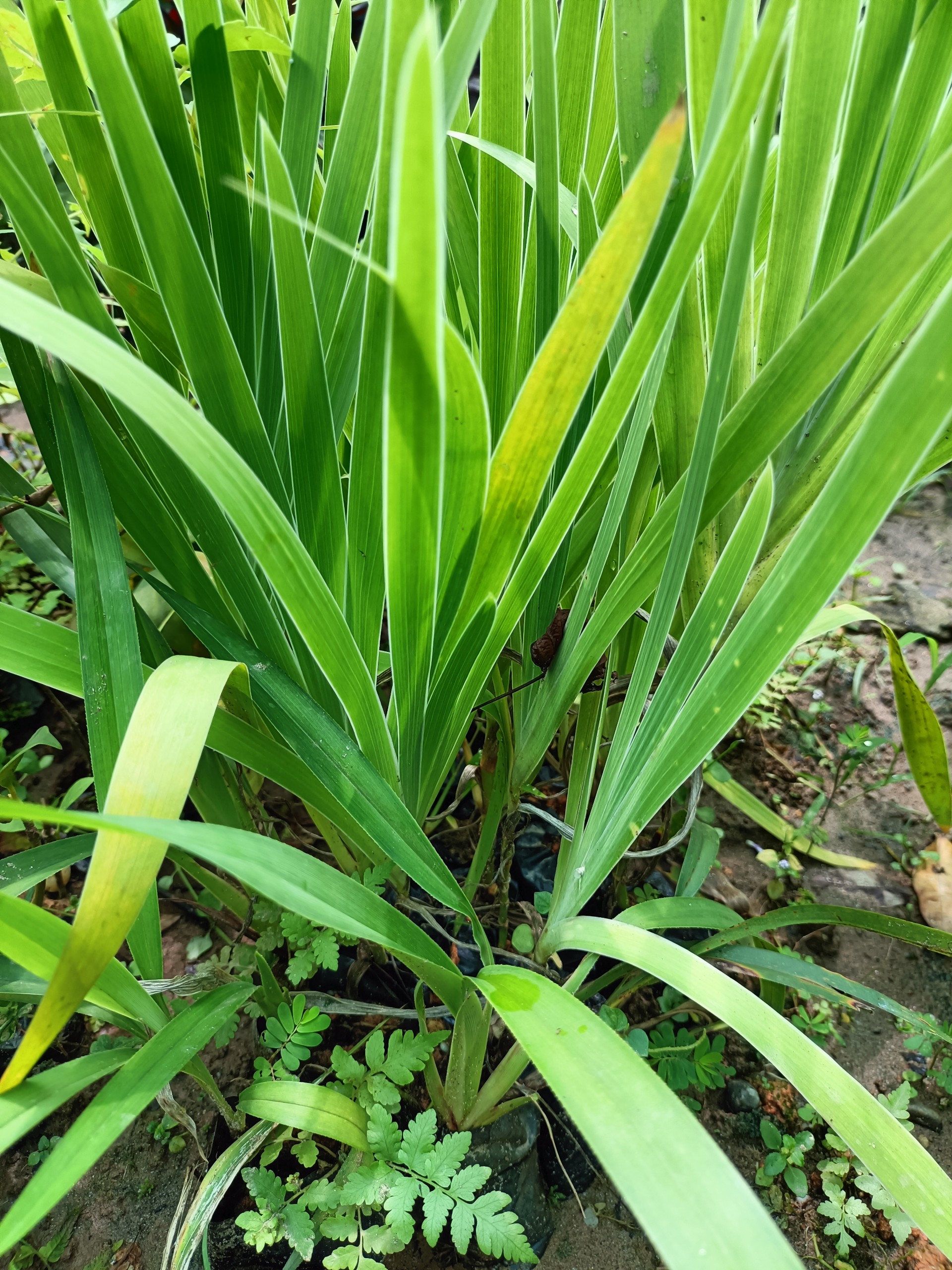 Combo 2 cây giống xạ can