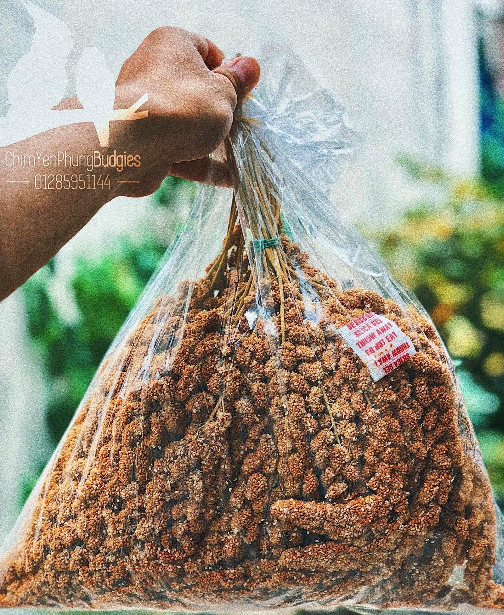1kg kê chùm/kê bông [Spray Millet] cho Pet (Vẹt, Sóc, Hamster, Chim Cảnh) [thức ăn thú cưng]