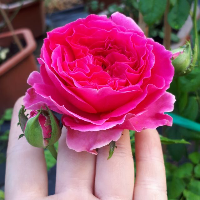 (Mời Mùa) 3 hoa hồng ngoại bụi Kate Rose xinh