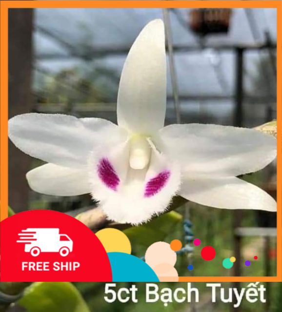 (SỐC GIÁ RẺ) lan phi điệp đột biến 5 cánh trắng BẠCH TUYẾT (5CT) CAM KẾT CÂY ĐẸP CHUẨN