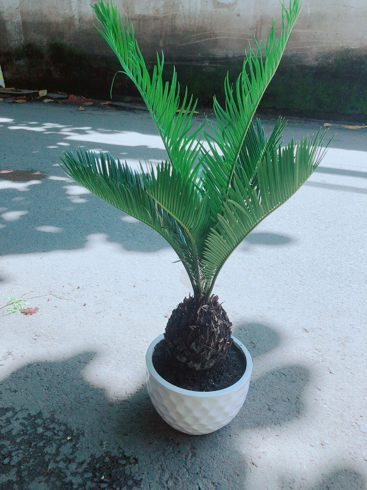 Vạn Tuế Kèm Chậu Sứ