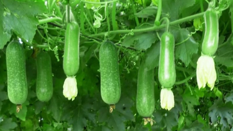 Hạt giống Bí Đao Chanh F1, Năng suất cao  Gói 15 Hạt) - Nông Sản Vàng