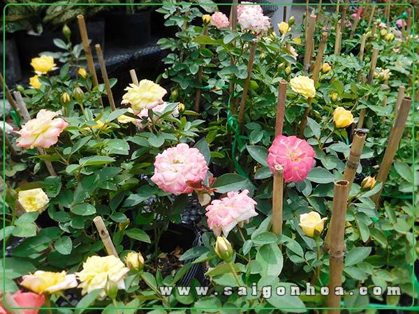 Hạt giống Hồng Tỷ Muội nhiều màu (20 hạt)