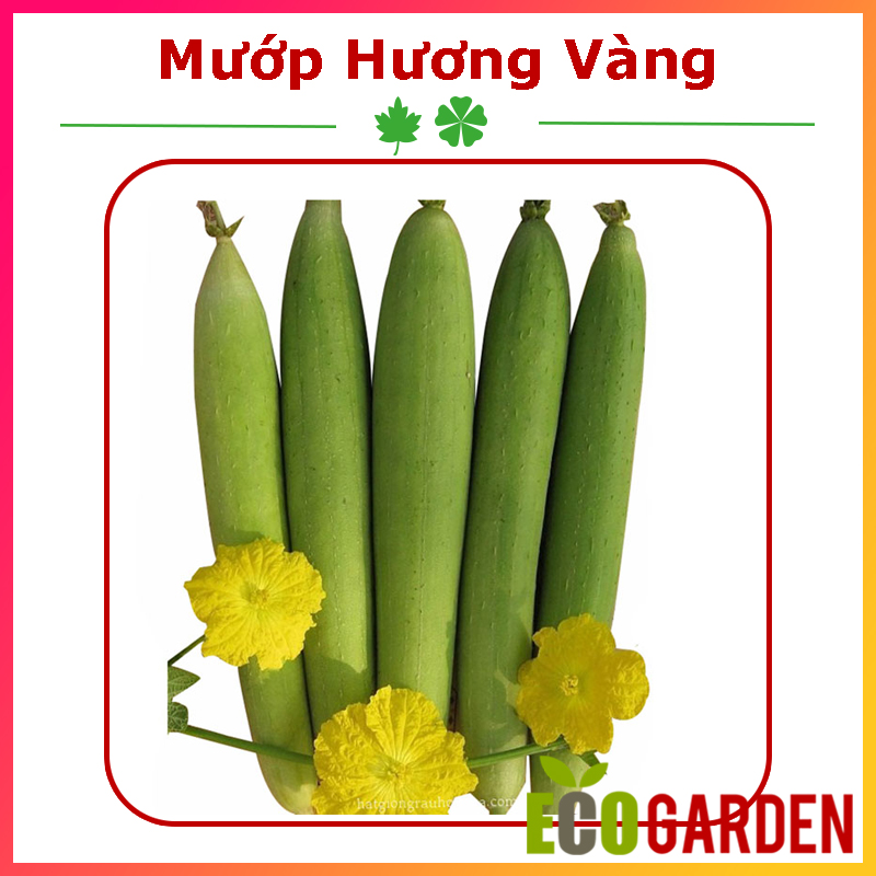 Hạt Giống Mướp Hương Vàng Lai F1 (ECO.263)