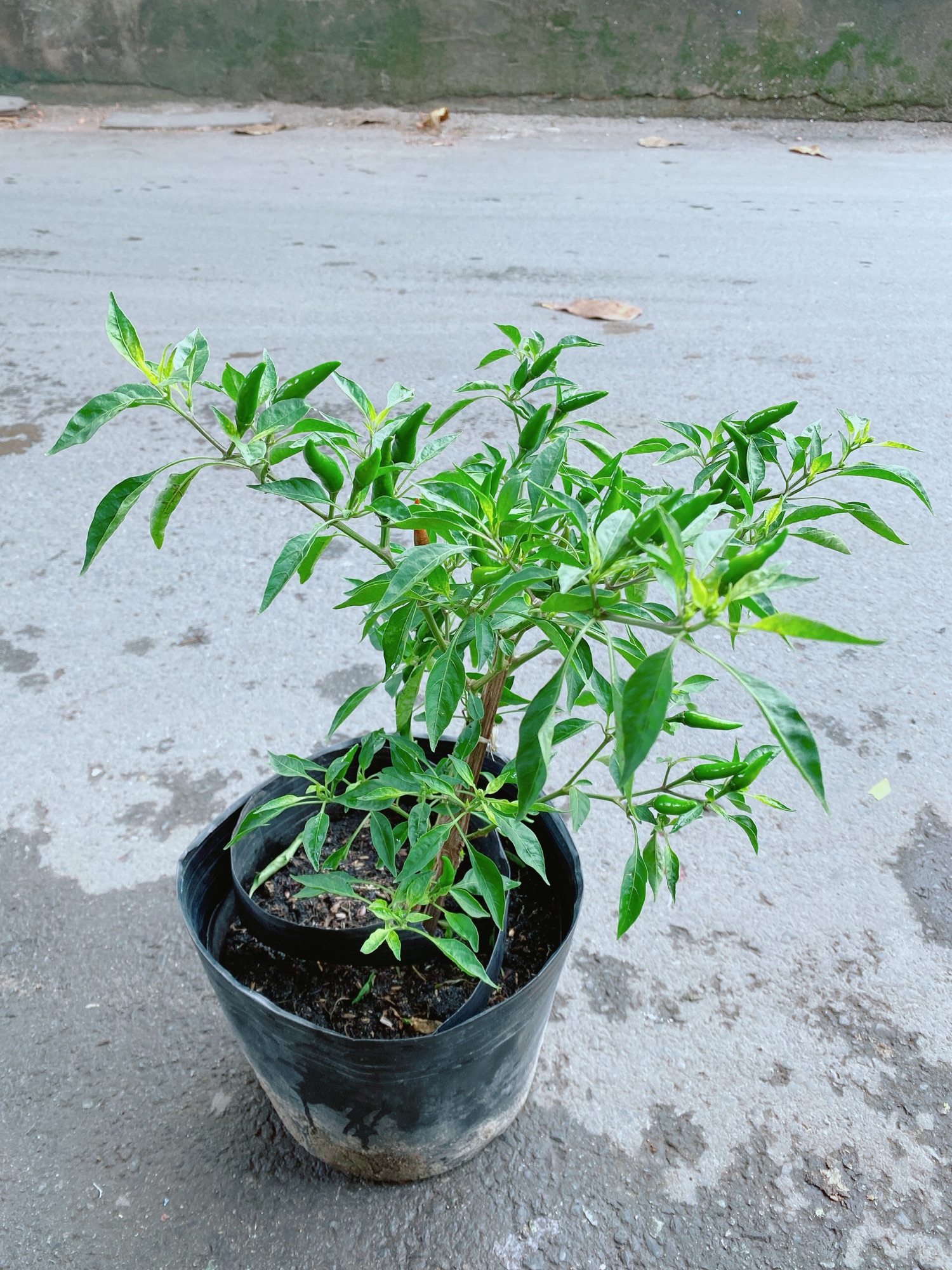 Bụi Ớt Hiểm Cho Trái To