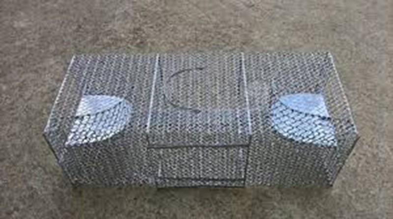 Bẫy chuột 2 cửa bẫy cả dòng họ chuột